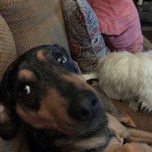 Meet your Posher, Julia